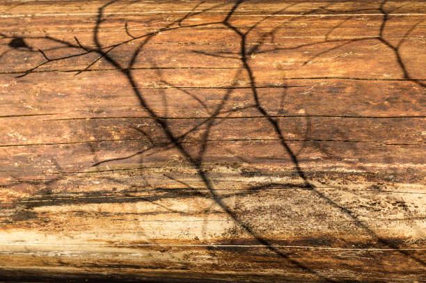 texture of old cracked wood with beautiful natural patterns and shadow of a branch