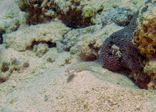 istock An Eyebar Goby (Gnatholepis cauerensis) in the Red Sea, Egypt 1399046218