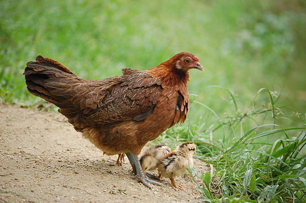 Chicken stock photo