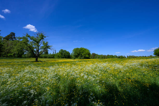 istock white and yellow flower meadow with forest and in the background 1399046439