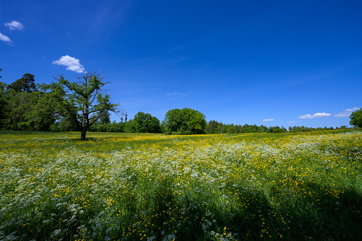 white and yellow flower meadow with forest and blue sky in the background