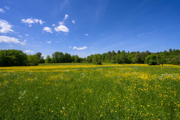 istock yellow flower meadow with forest in the background 1399046440