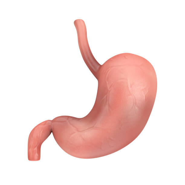 istock Human Stomach Anatomy Internal Organ. 3d Rendering 1399046884