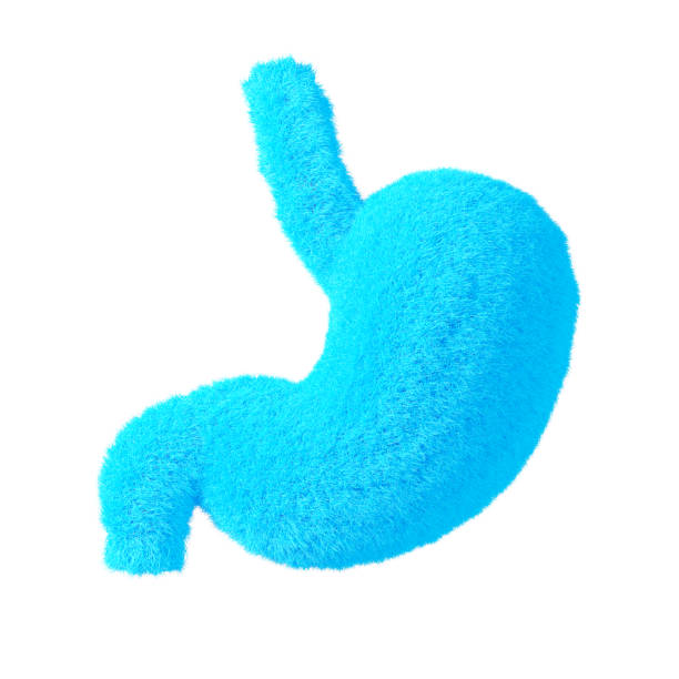 Abstract Human Blue Fur Stomach Anatomy Internal Organ on a white background. 3d Rendering