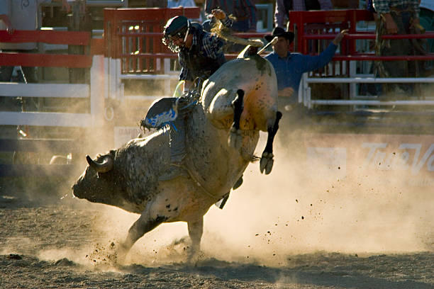 Rodeo Bull and Rider Bullriding-Rodeo-ActionBullriding-Rodeo-Action animal macho stock pictures, royalty-free photos & images