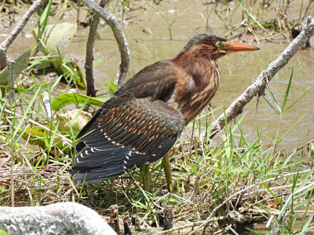 garça verde (butorides virescens) juvenil - heron juvenile virescens water - fotografias e filmes do acervo