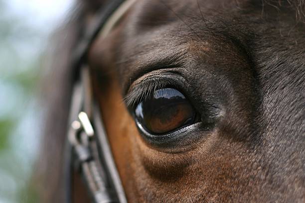 istock Close up of a horses brown eyes 139904836