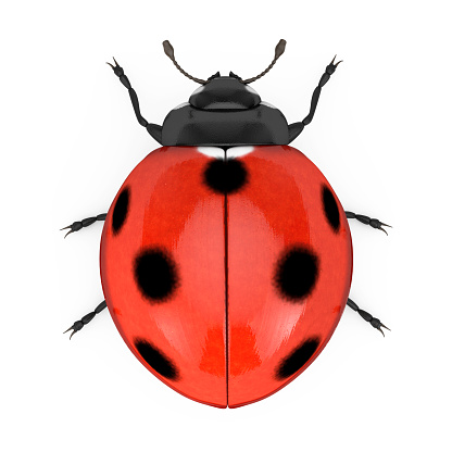 Red Realistic Beautiful Ladybird on a white background. 3d Rendering