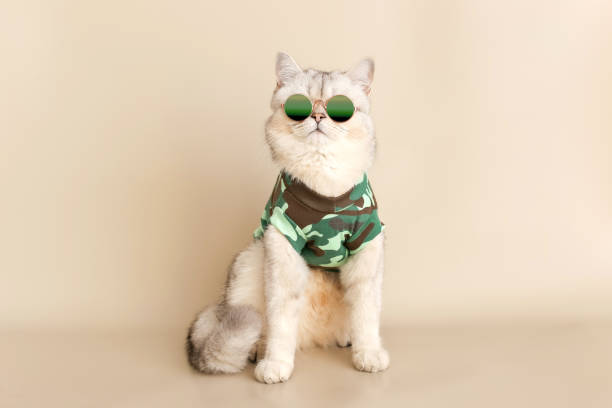 A cute stylish cat in sunglasses and a military-style T-shirt, sitting on a beige background A cute stylish Cat in round sunglasses and a military-style t-shirt sits on a beige background. Copy space cat with clothes stock pictures, royalty-free photos & images