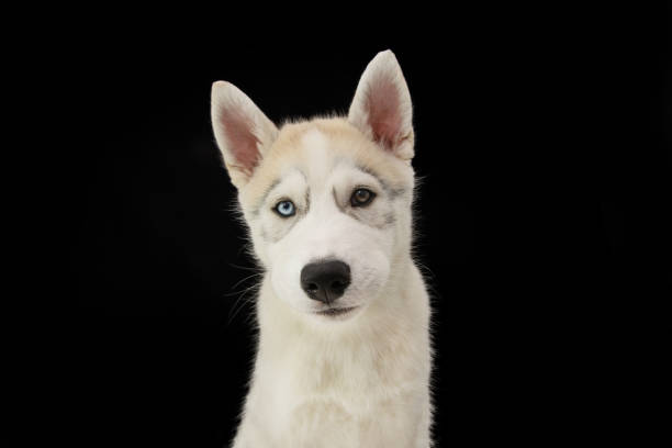 istock Portrait husky puppy dog with sad expression. Isolated on black background 1399051048