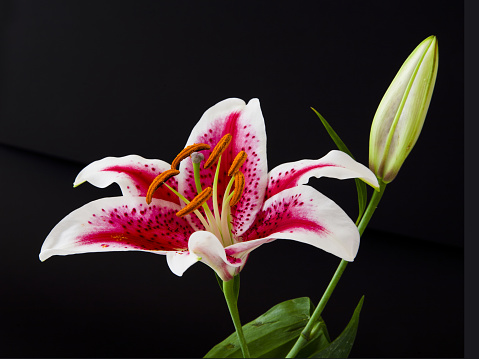 White Lily from Asia on black background with copy space on left for romance and emotions