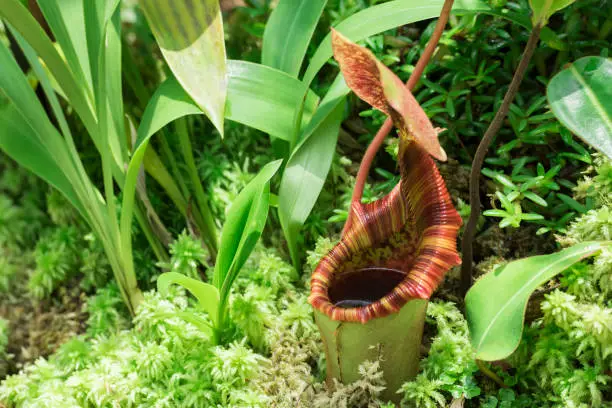 Nepenthes rajah (pictured in a tropical hot and humid rain forest) is a carnivorous pitcher plant species of the Nepenthaceae family. The plant is endemic to the mountains of Sabah in the Malaysian Borneo. Insects, and particularly ants, comprise its prey. Nepenthes monkey cups tropical pitcher plant family thrives in tropical hot and humid rain forest. The main stronghold of Nepenthes or monkey cups (as they are commonly known) is South East Asia, particularly the Islands of Borneo, Sumatra and the Philippines. The image was captured with a telephoto lens resulting in shallow depth of field. Focus was placed over the central parts of the plant.