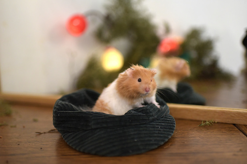 Golden hamster in winter