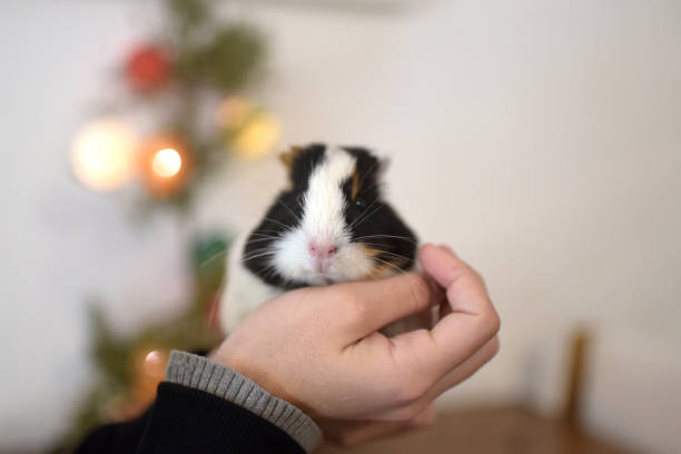 guinea pig on a girl's hands