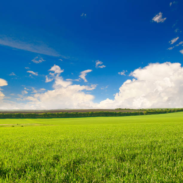 istock Green wheat field and blue sky. Beautiful spring landscape. 1399055187