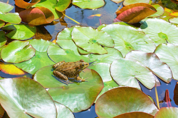 istock A frog sits on a large petal water lily in a pond. Bright spring sun. 1399056436