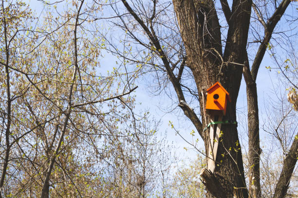 istock Bird feeders. Feeding birds in the forest. Birdhouse on a tree. 1399056699