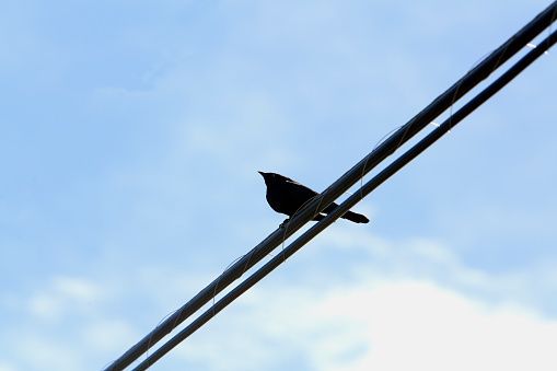 One single crow perched on a  warm wire or power line. Blue and white background all round.