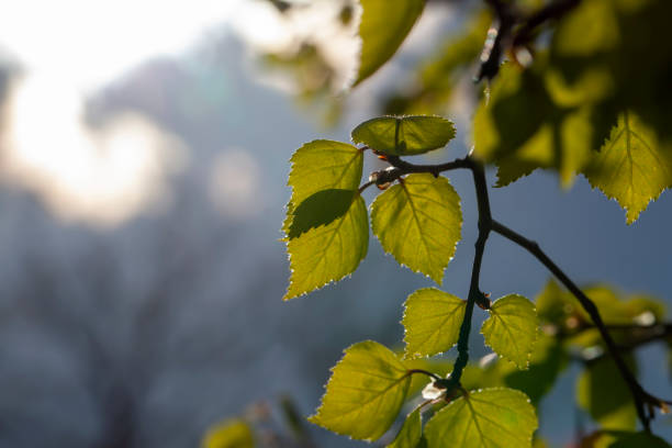 istock beautiful sunlight-lit birch foliage in spring 1399057659