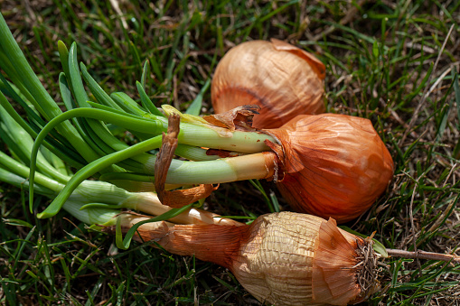 Болезни лука батуна: Пероноспороз в картинках Натуралист Фотогалерея природы на