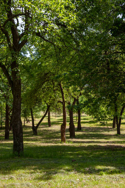 istock deciduous trees growing in the park in the summer 1399057741