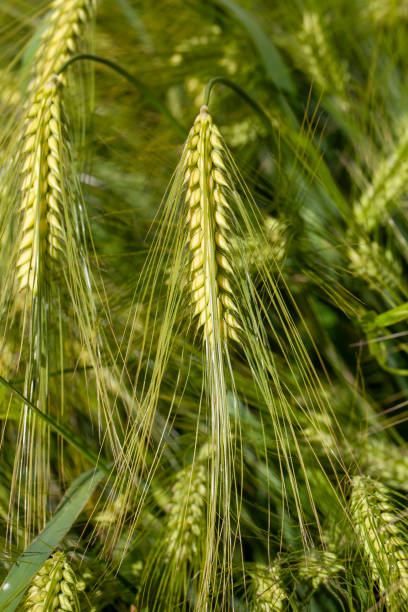 istock agricultural field where green unripe wheat grows 1399057764
