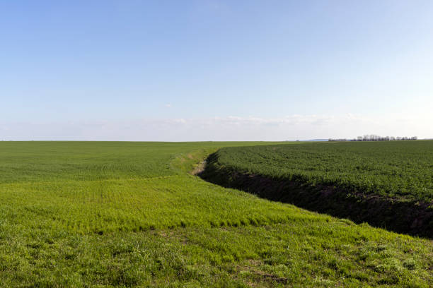 istock agricultural field where green unripe wheat grows 1399057769