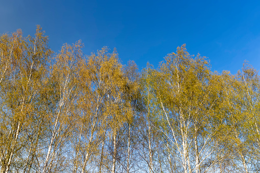 birch trees in the spring season with a lot of earrings during blooming, spring nature with a birch tree