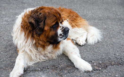 Daytime close-up of a single, large Saint Bernard dog lying down, resting on an asphalt mountain road near its home