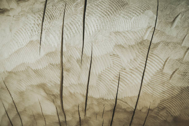 istock Texture wooden closeup. Natural wood texture. 1399058046