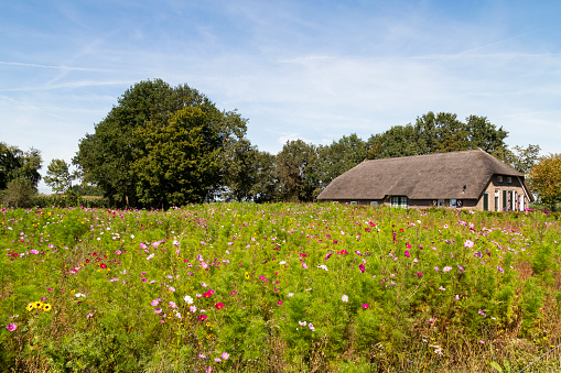 Meadow full of blooming colorful summer wild flowers with a farm in the background near the Dutch village Wijhe.