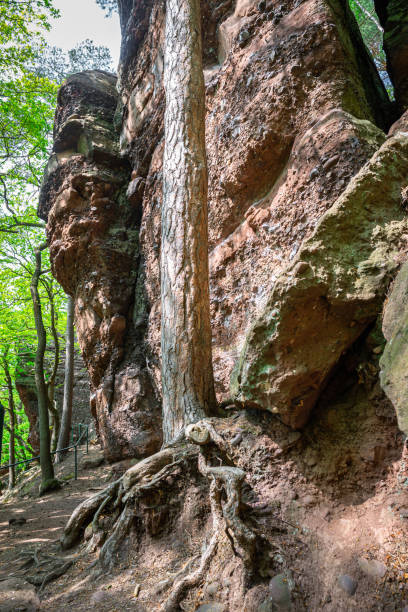 istock Tree with bare roots next to a tall rock in a forest 1399060161