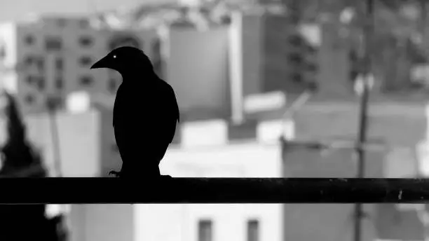 Black raven on a black rod in Tetouan city in Morocco