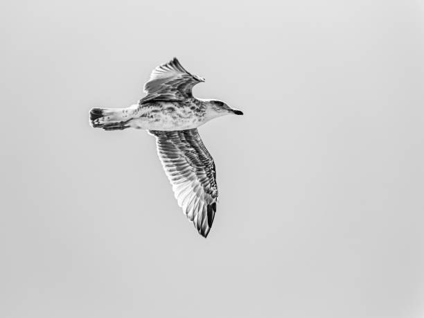 istock Seagull flying with beautiful wings in black and white 1399061141