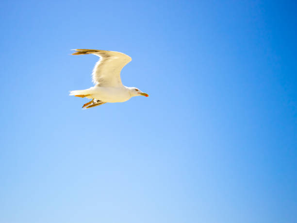 istock Seagull showing her flying skills over the atlantic ocean 1399061142