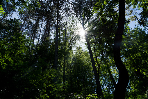 Sun light rays coming trough the trees silhouettes in the deep forest. Beautiful nature scene on spring day
