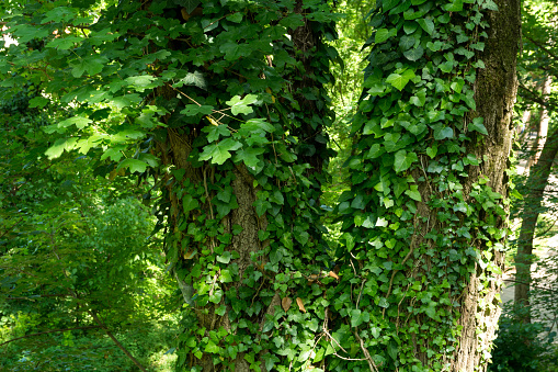 A big tree in the forest was overgrown with ivy on a sunny spring day. Natural background concept