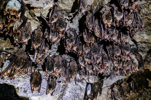 Colony of sleeping bats in the cave.