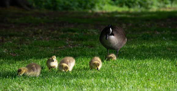 Young goslings grazing on grass. With mum in the background