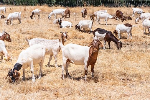 Herd of goats grazing on a field in East San Francisco Bay Area; Goats are being used throughout California as a wildfire prevention tool, by keeping down the vegetation levels
