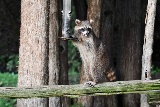 istock Funny curious raccoon 1399066624