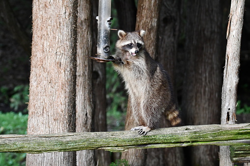 Funny curious raccoon investigates bird feeders