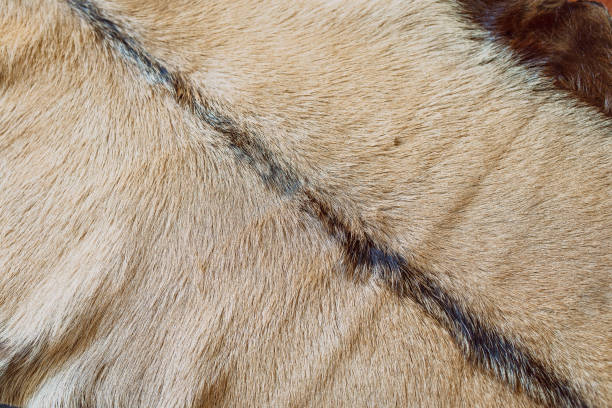 istock natural leather animal fur texture 1399066680