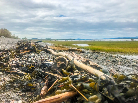 Low view of St. Lawrence river shore with debris like algae and wood