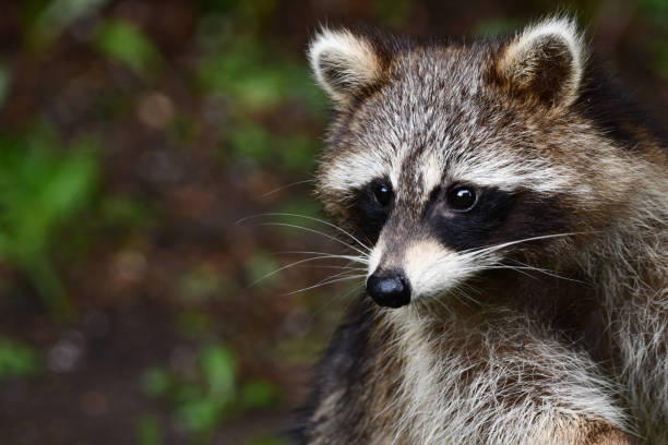 istock Funny curious raccoon 1399069224