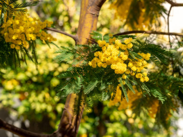 istock selective focus of silver wattle, blue wattle or mimosa flowers (Acacia dealbata) with blurred background 1399069504