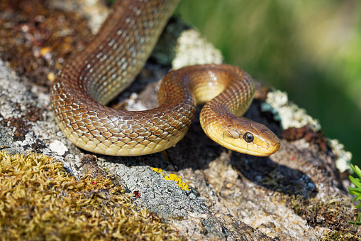 Aesculapian Snake - Zamenis longissimus, Elaphe longissima, nonvenomous olive green and yellow snake native to Europe, Colubrinae subfamily of the family Colubridae. Resting on the stone in vineyard.