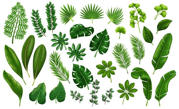 tropische blätter - leaf color stock-grafiken, -clipart, -cartoons und -symbole