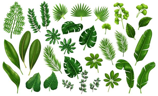 Tropical leaves Tropical leaves. Jungle exotic leaf philodendron, areca palm, royal fern, plumeria and etc. Vector illustration for summer tropical paradise advertising design vacation. leaving stock illustrations