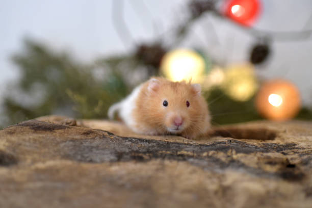 istock little hamster at Christmas 1399070276